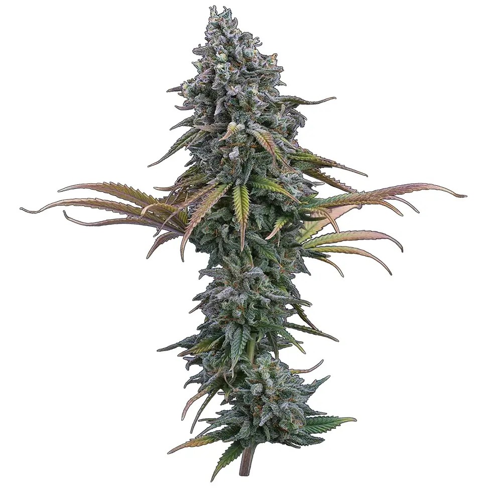 Space Queen Feminized by Brothers Grimm Seeds