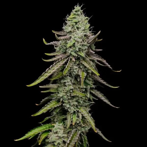 Special Kush 1 Feminized by Royal Queen Seeds