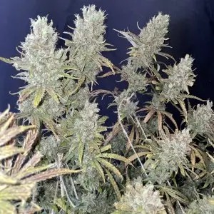 Special Original Haze Regular by cannapot