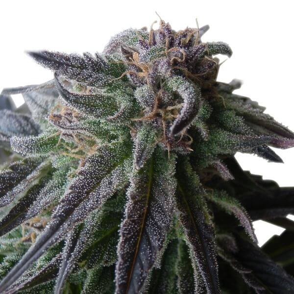 Special Queen #1 Feminized by Royal Queen Seeds