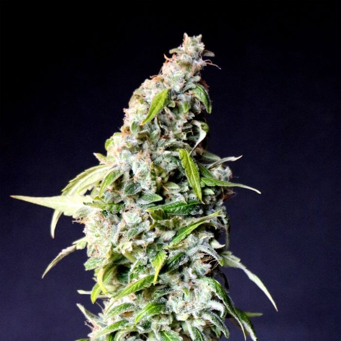 Speedy Boom Auto (Speedy Gonzales) Autoflower by Kannabia