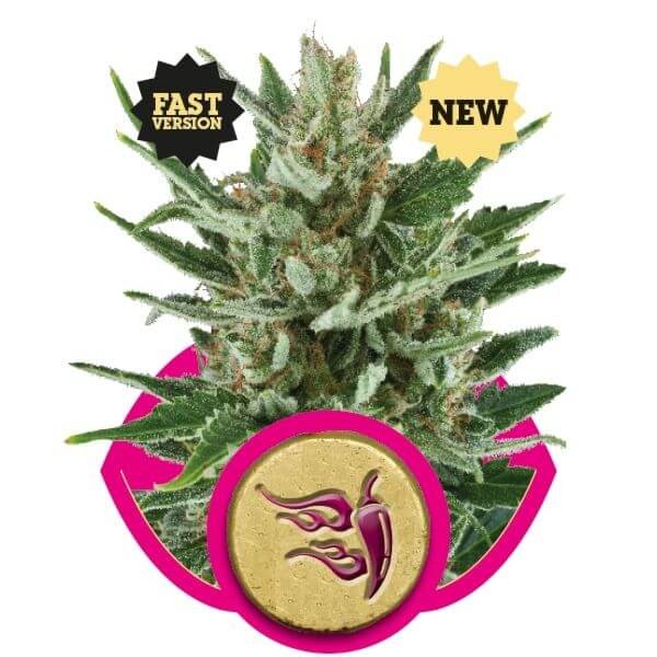 Speedy Chile Fast Flowering Feminized by Royal Queen Seeds