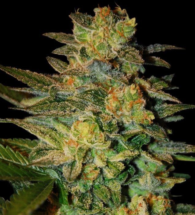 Spiritual Punk Feminized by Samsara Seeds