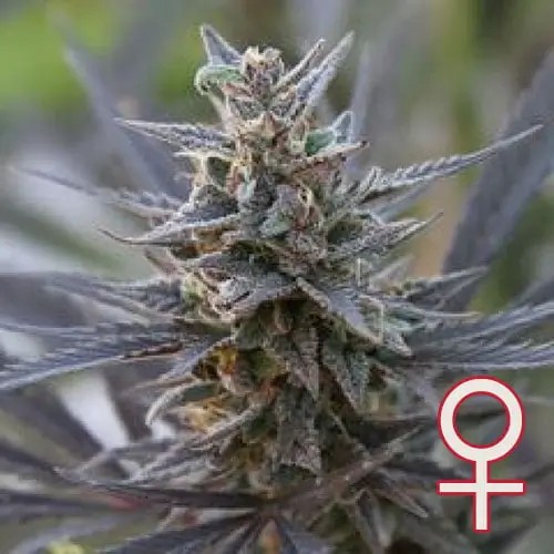 Spontanica Feminized by K.C. Brains