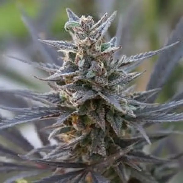 Spontanica Reg Regular by K.C. Brains