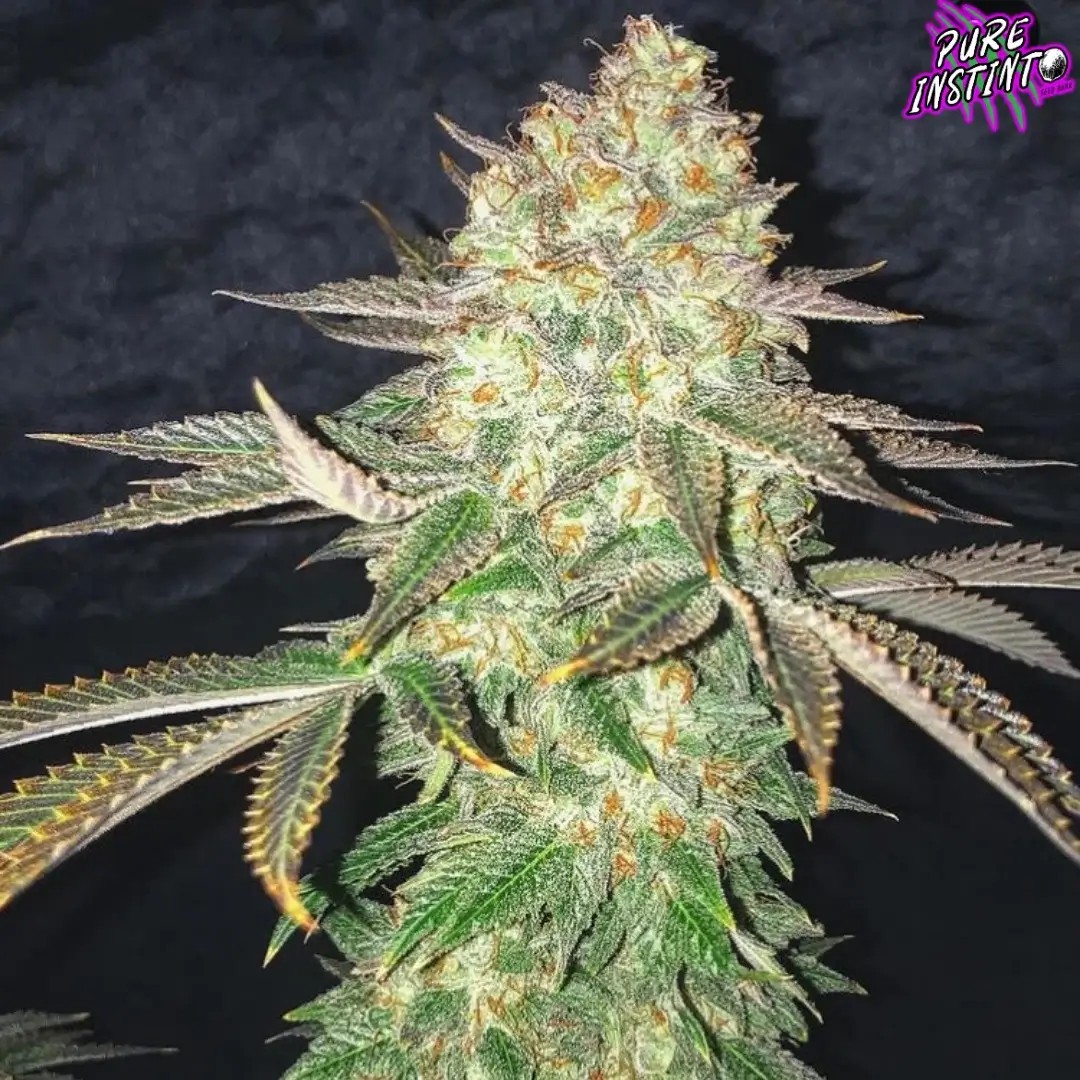 Spooky OG Feminized by Pure Instinto