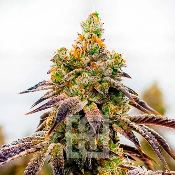Spritzer Cannabis Extraction Feminized by Blimburn Seeds