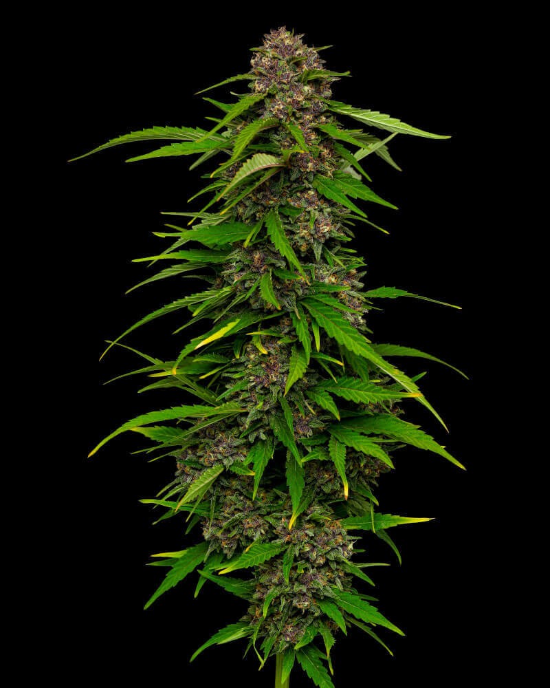 Squirt Feminized by Humboldt Seed Company