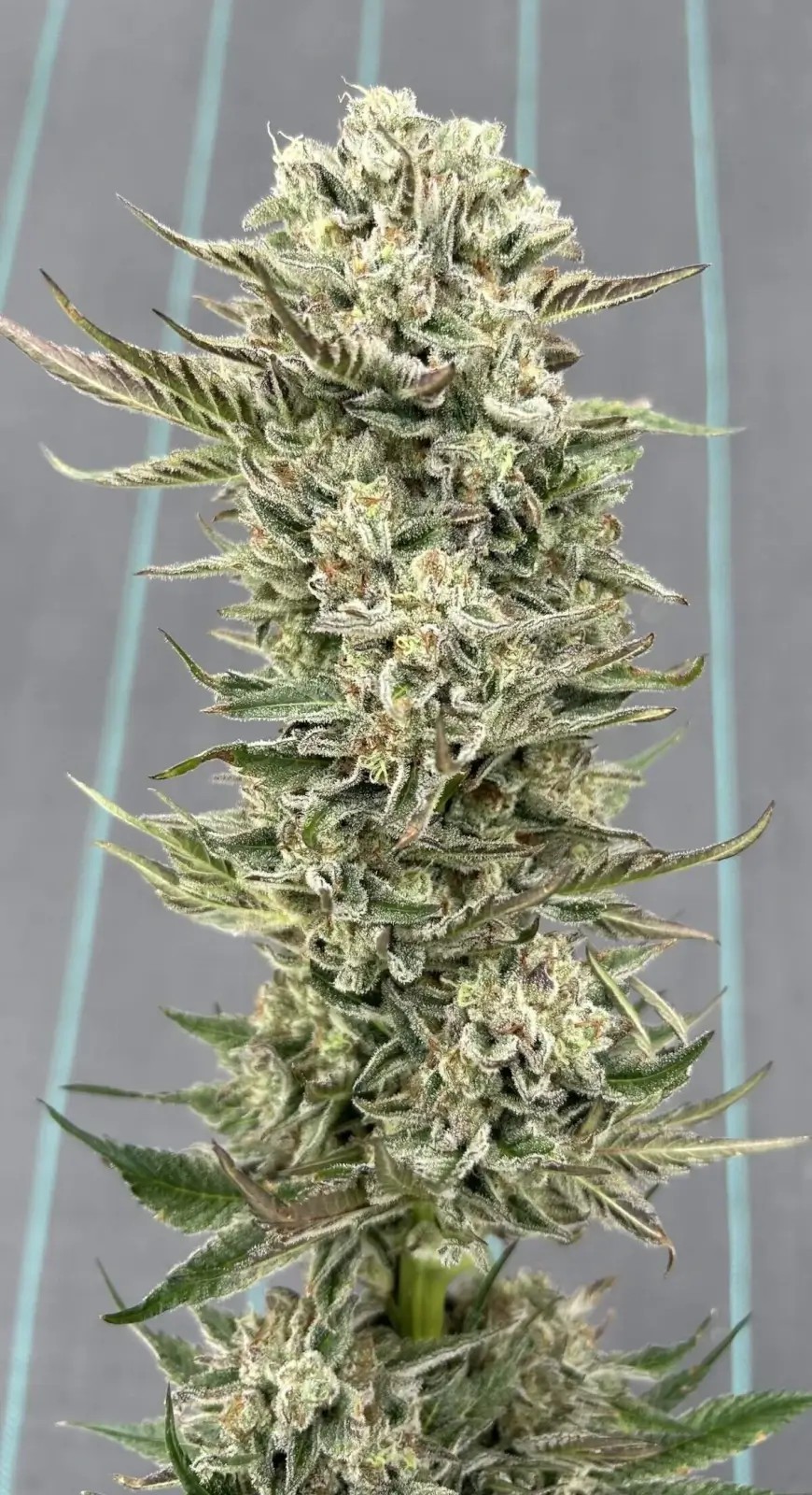 Star Apple Feminized by Higher Heights Mendo