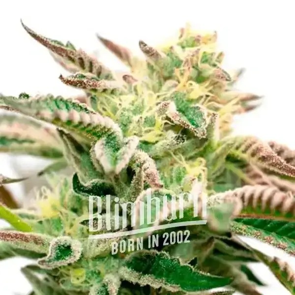 Star Killer Feminized by Blimburn Seeds