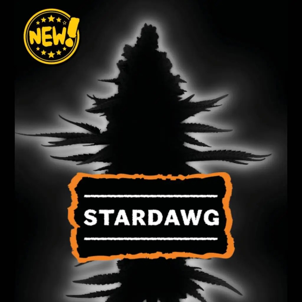 Stardawg Auto Autoflower by Seedstockers
