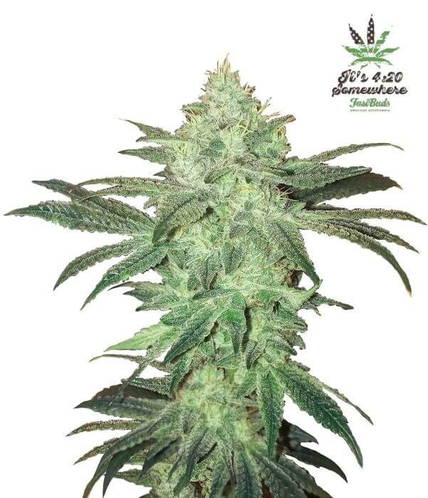 Stardawg Autoflower by Fast Buds