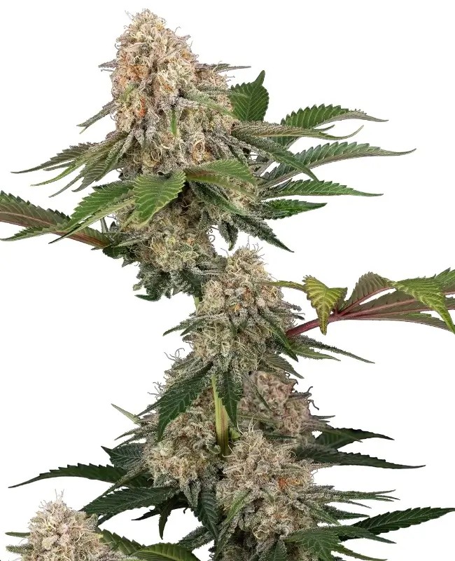 Sticky Berry Mints XXL Feminized by Sensi Seeds