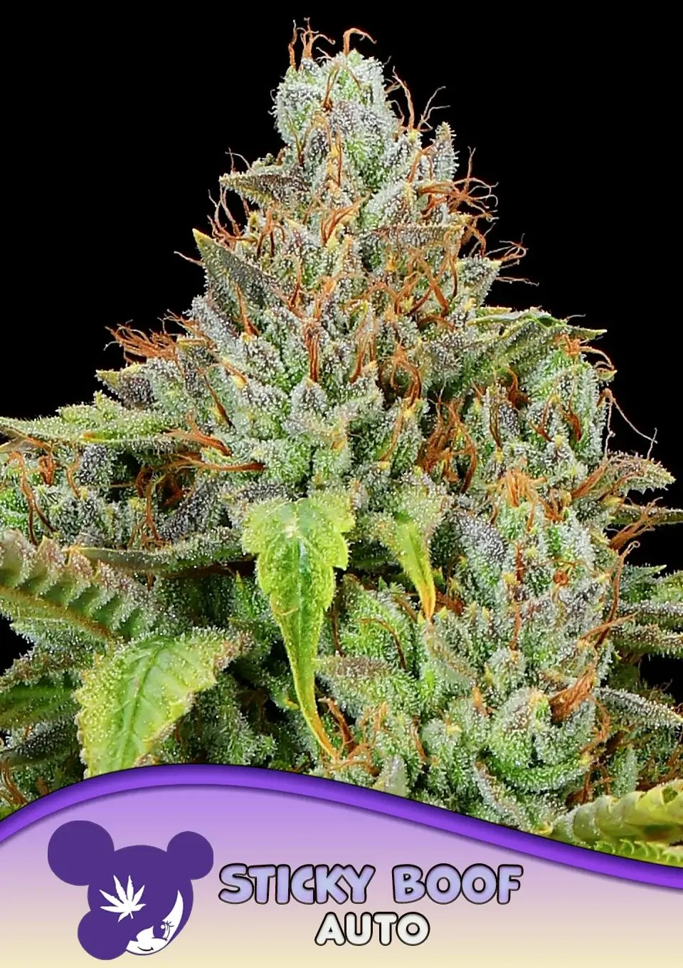 Sticky Boof Auto Autoflower by Anesia Seeds