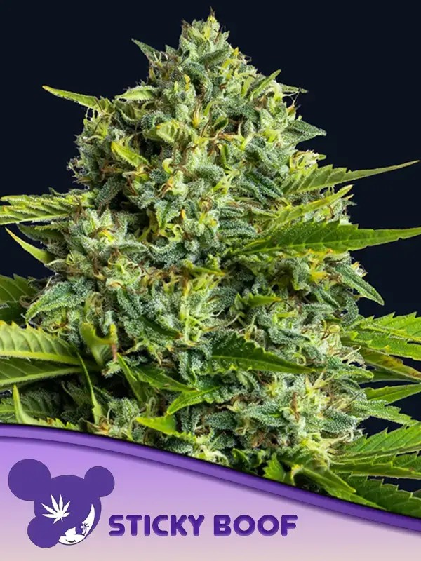 Sticky Boof Feminized by Anesia Seeds