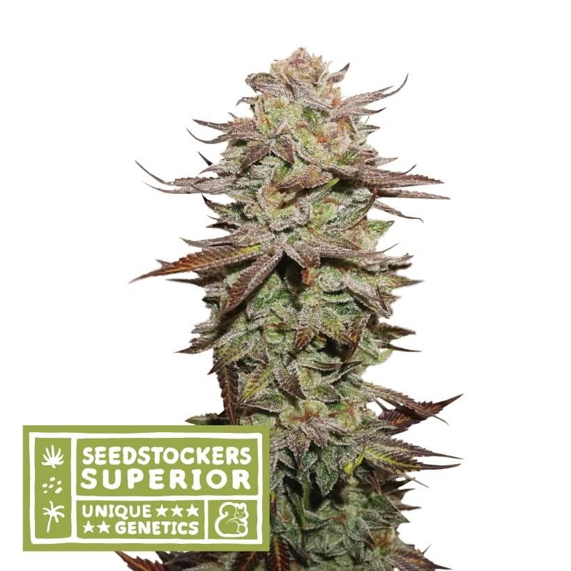 Sticky Fingers Auto Autoflower by Seedstockers