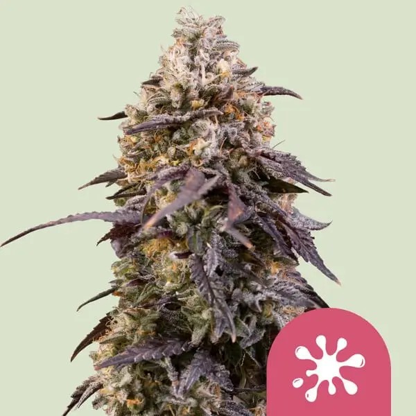 Sticky Queen Auto Autoflower by Royal Queen Seeds