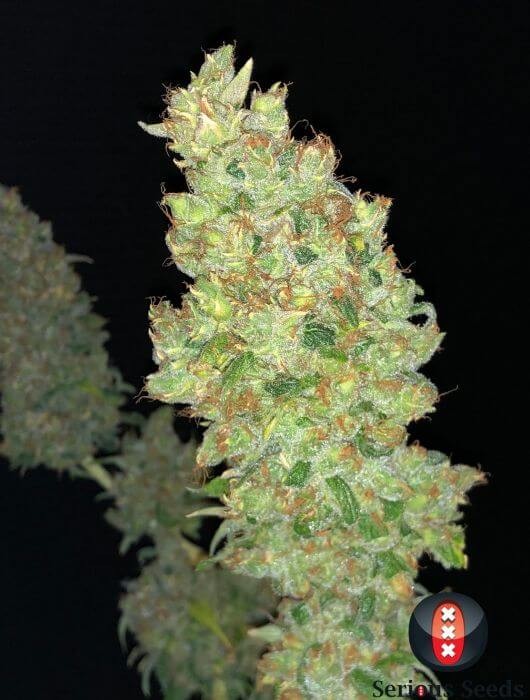 Strawberry Akeil Feminized by Serious Seeds