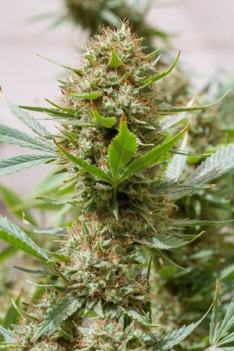 Strawberry Amnesia Feminized by Dinafem