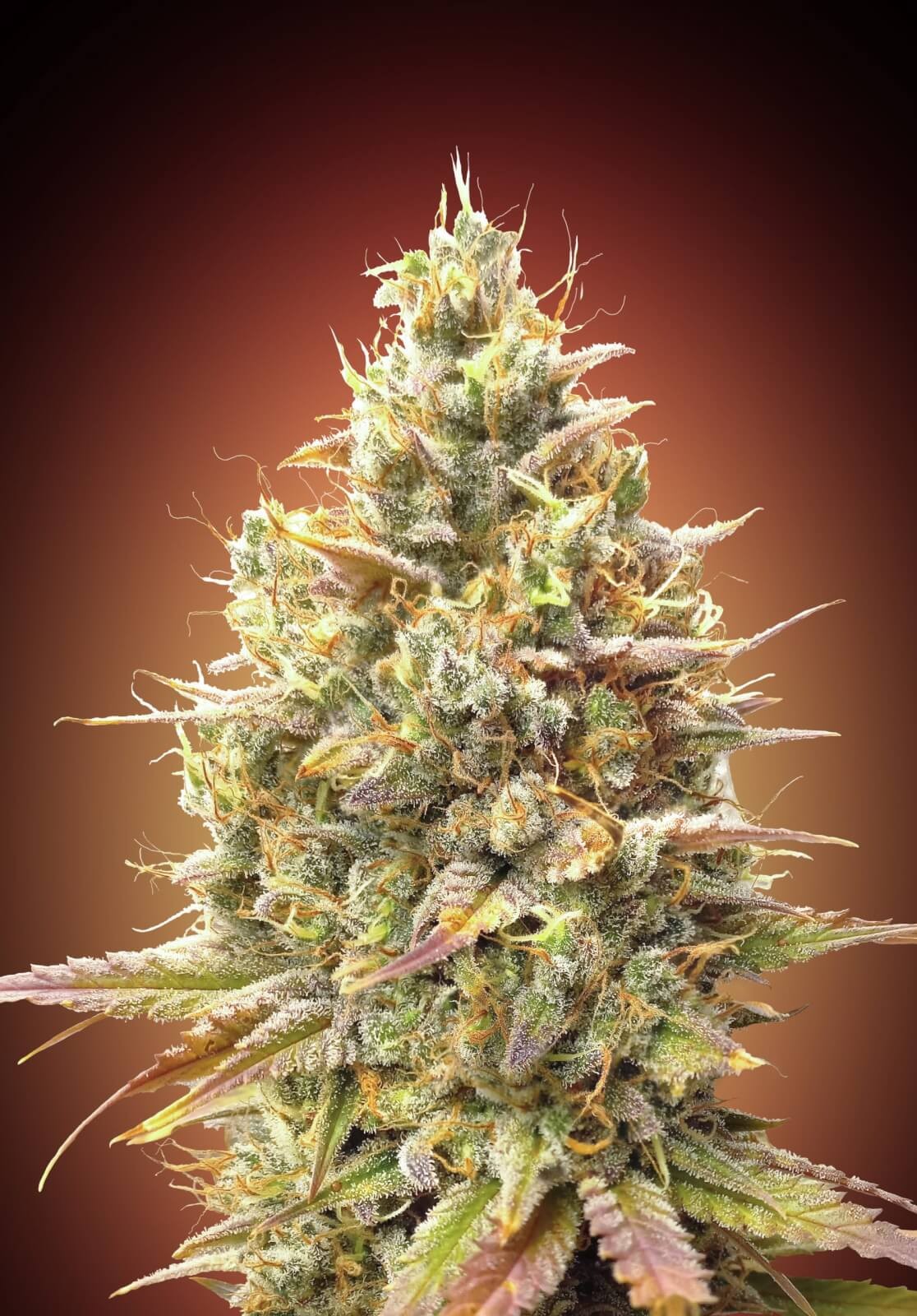 Strawberry Banana Auto Autoflower by Advanced Seeds