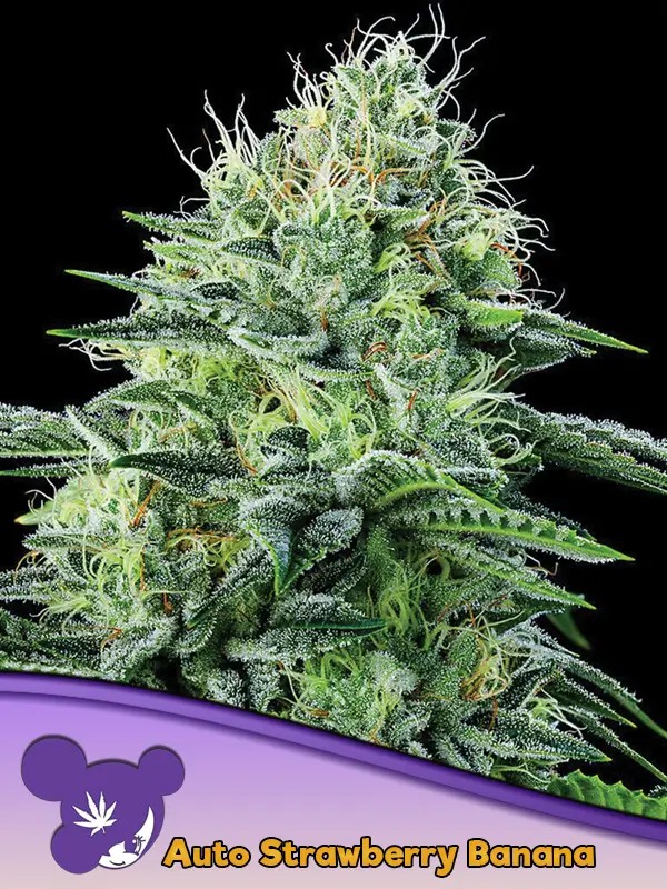 Strawberry Banana Auto Autoflower by Anesia Seeds