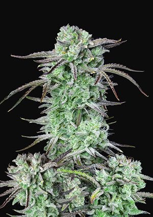 Strawberry Banana Auto Autoflower by Fast Buds
