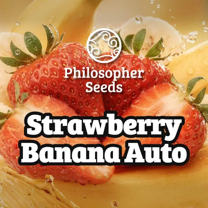 Strawberry Banana Auto Autoflower by Philosopher Seeds
