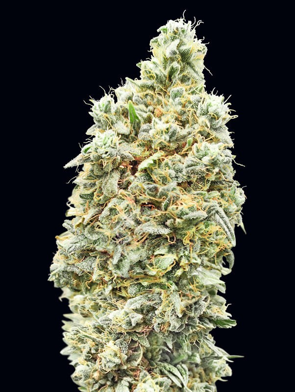 Strawberry Banana Fast Feminized by Advanced Seeds