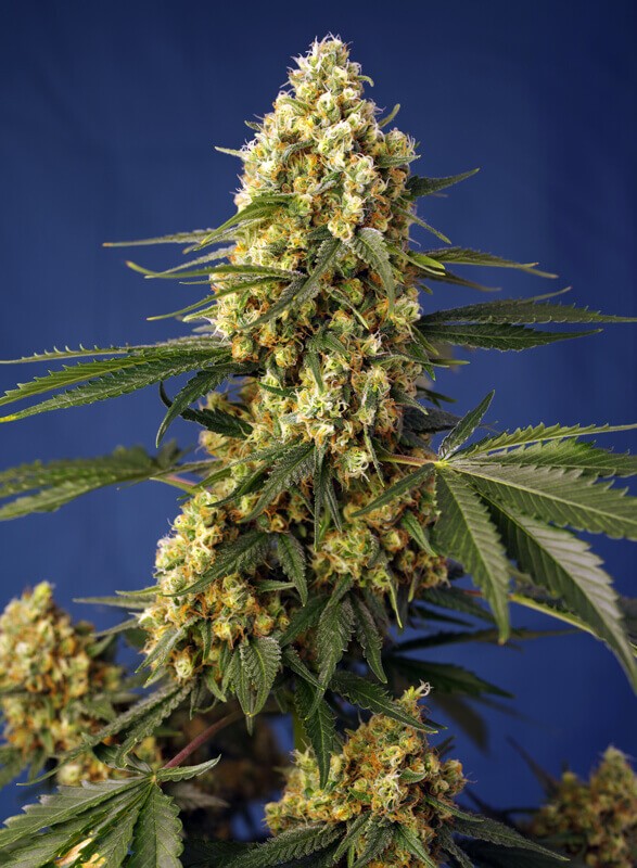 Strawberry Banana Gelato XL Auto Autoflower by Sweet Seeds
