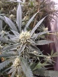 Strawberry Banana aka Strawnana Feminized by DNA Genetics