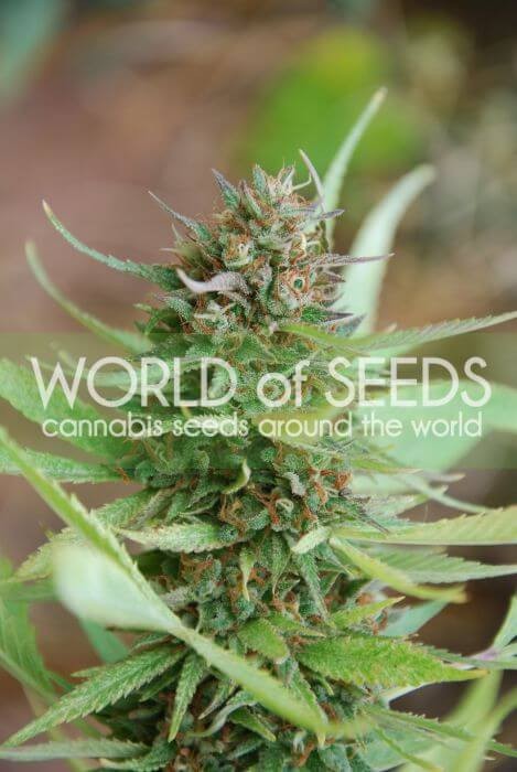 Strawberry Blue Feminized by World of Seeds