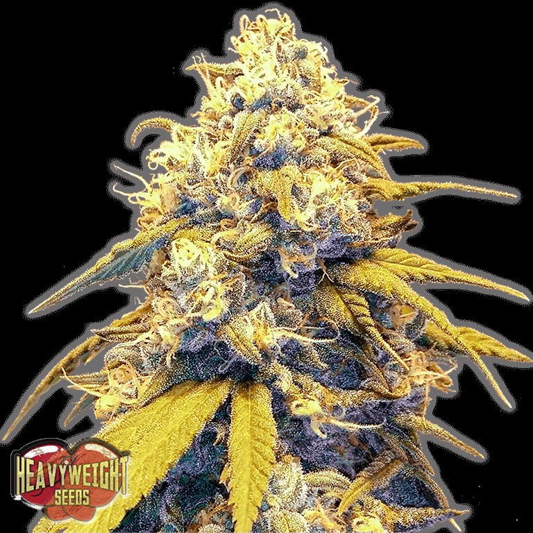 Strawberry Cake Auto Autoflower by Heavyweight Seeds