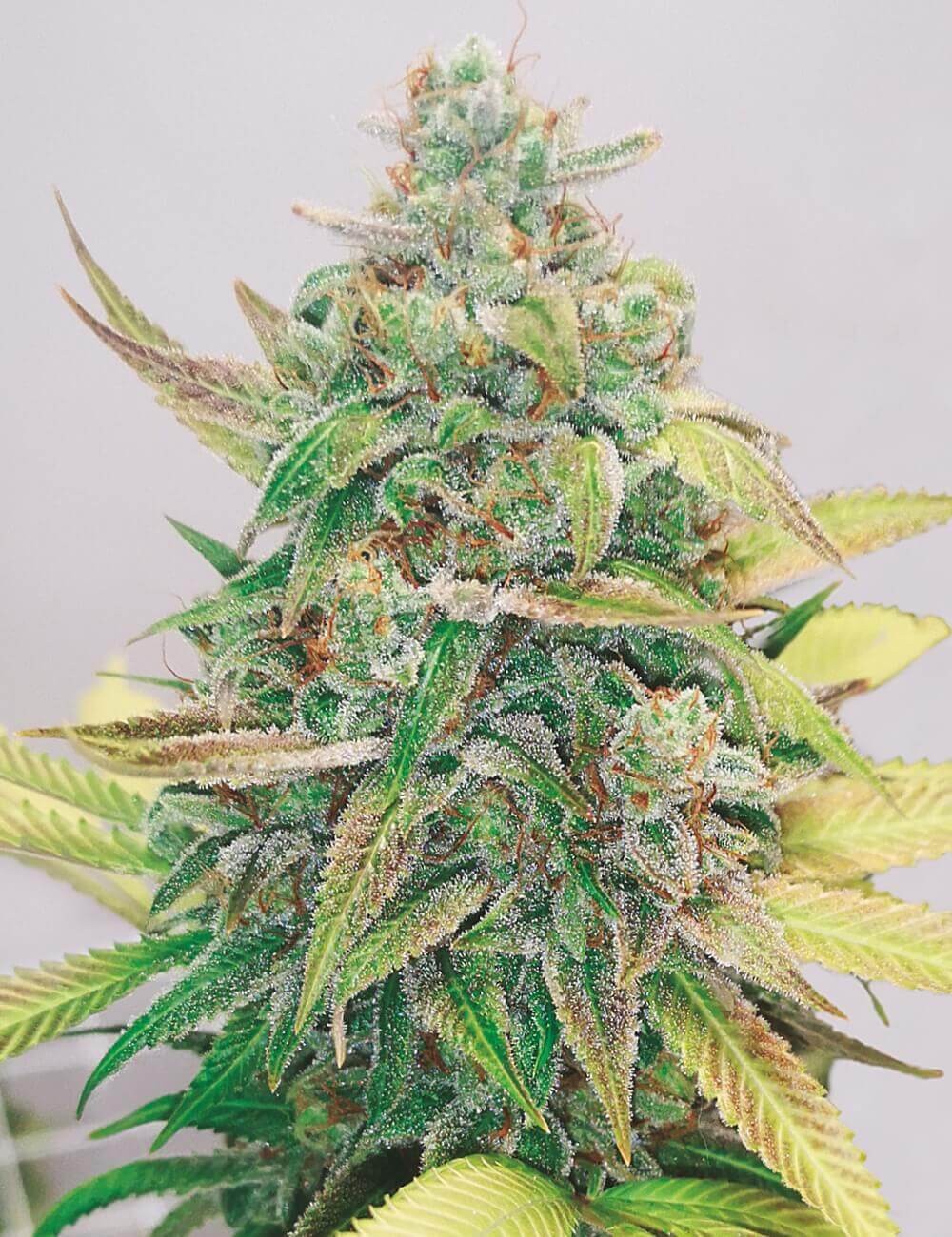 Strawberry Cake CBD Feminized by Medical Seeds