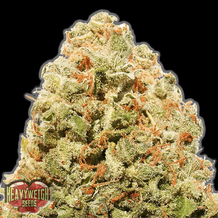 Strawberry Cake Feminized by Heavyweight Seeds