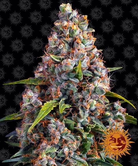 Strawberry Cheesecake Auto Autoflower by Barneys Farm