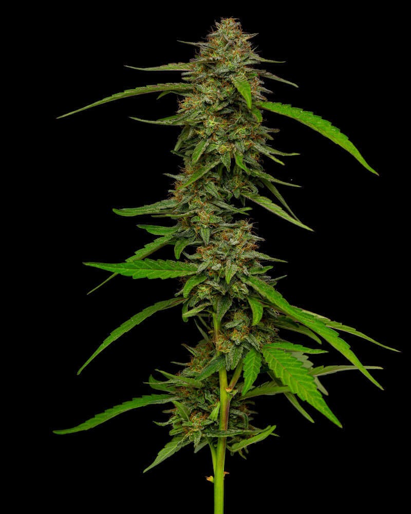 Strawberry Cheesecake Feminized by Humboldt Seed Company