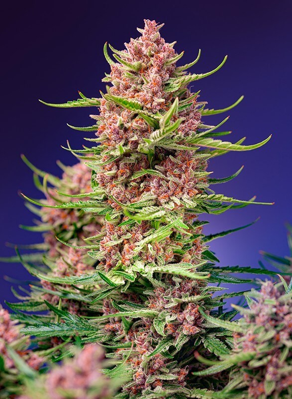 Strawberry Cola Sherbet F1 Fast Version Feminized by Sweet Seeds