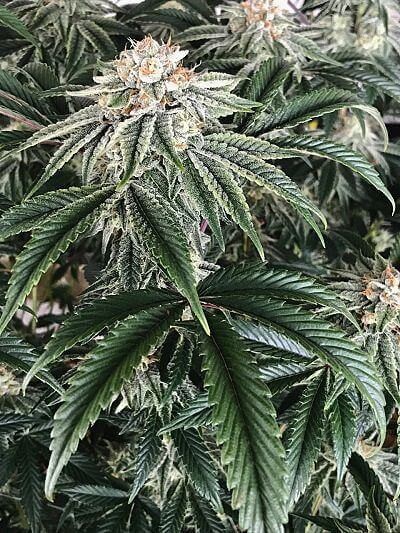 Strawberry Cookies Regular by Paisa Seeds
