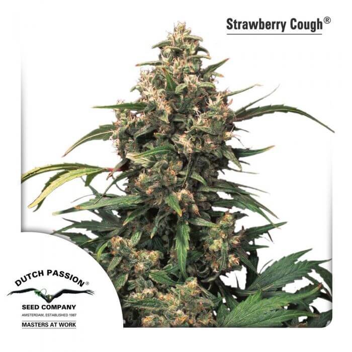 Strawberry Cough Feminized by Dutch Passion