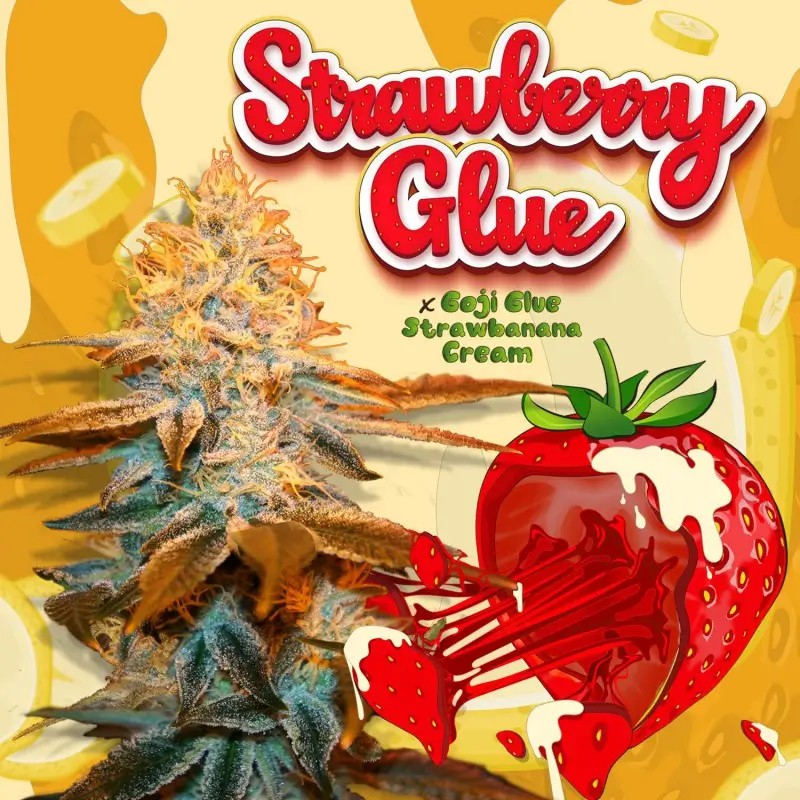 Strawberry Glue Feminized by T.H. Seeds
