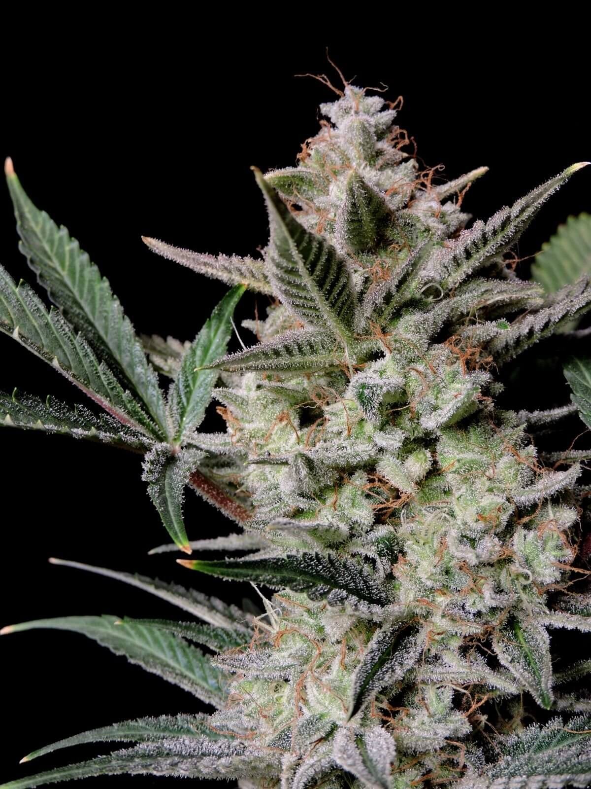 Strawberry Gorilla Auto Autoflower by Fast Buds
