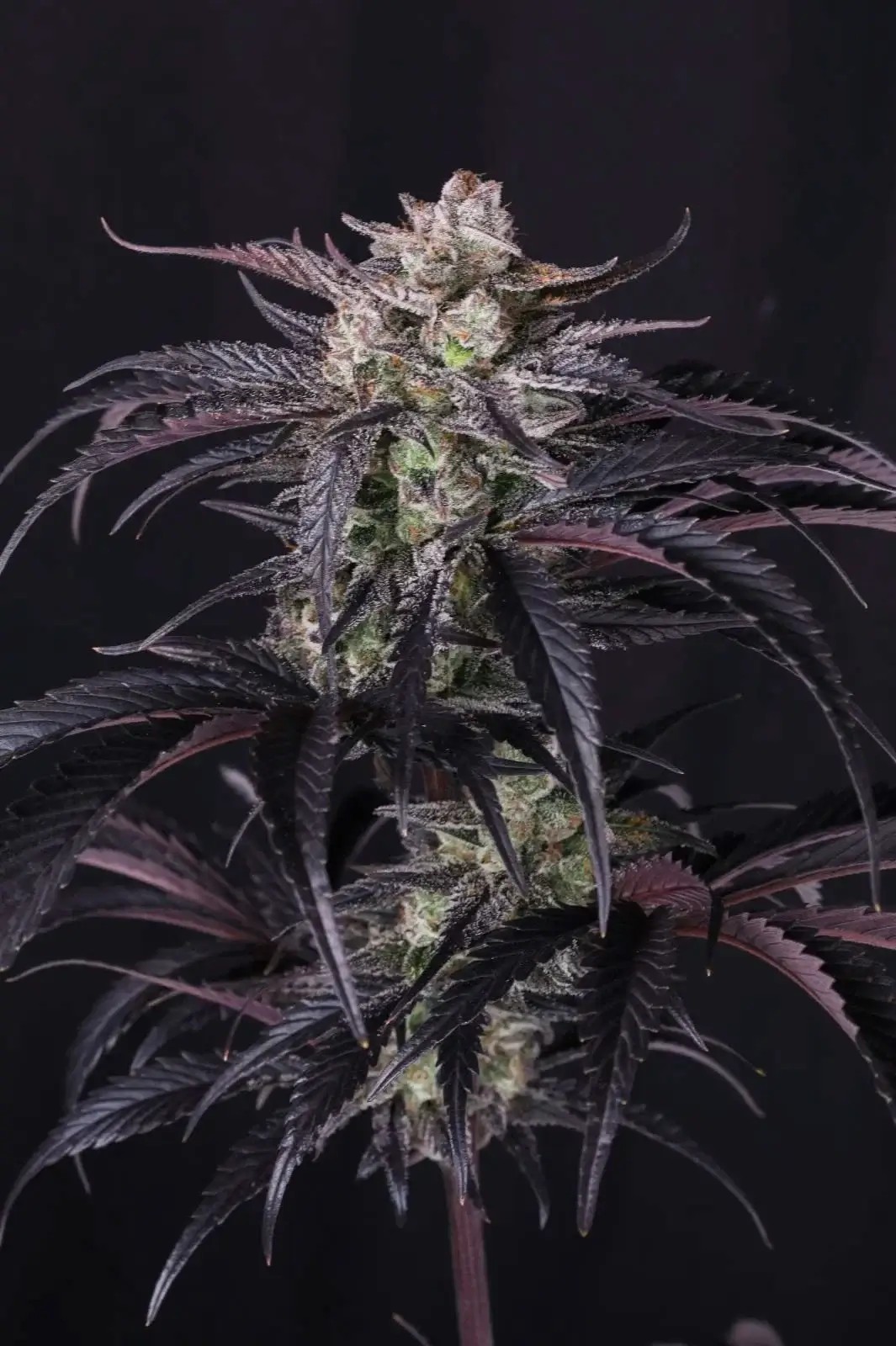 Strawberry Gorilla Auto RF3 Autoflower by Fast Buds