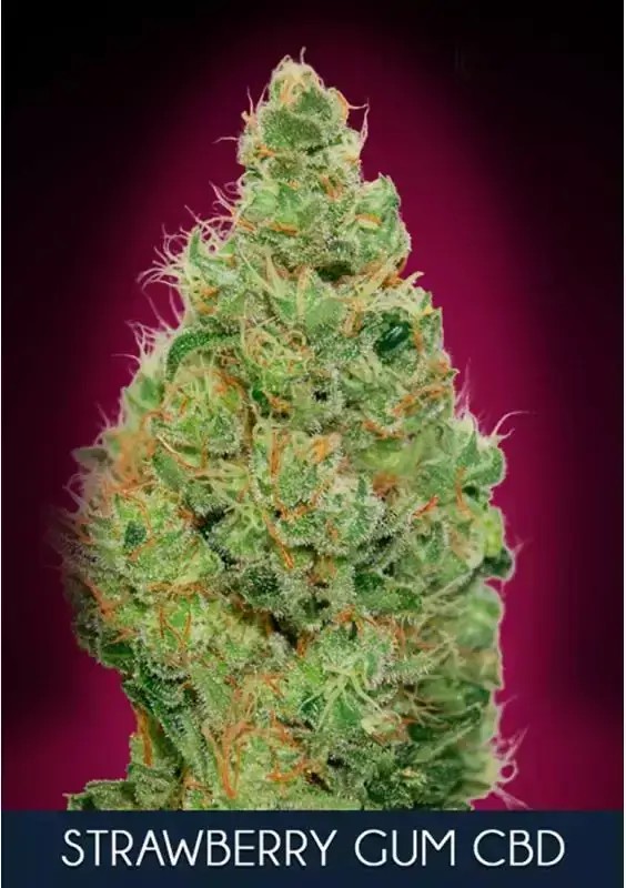 Strawberry Gum CBD Feminized by Advanced Seeds