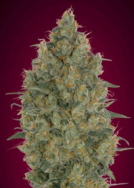 Strawberry Gum Feminized by Advanced Seeds