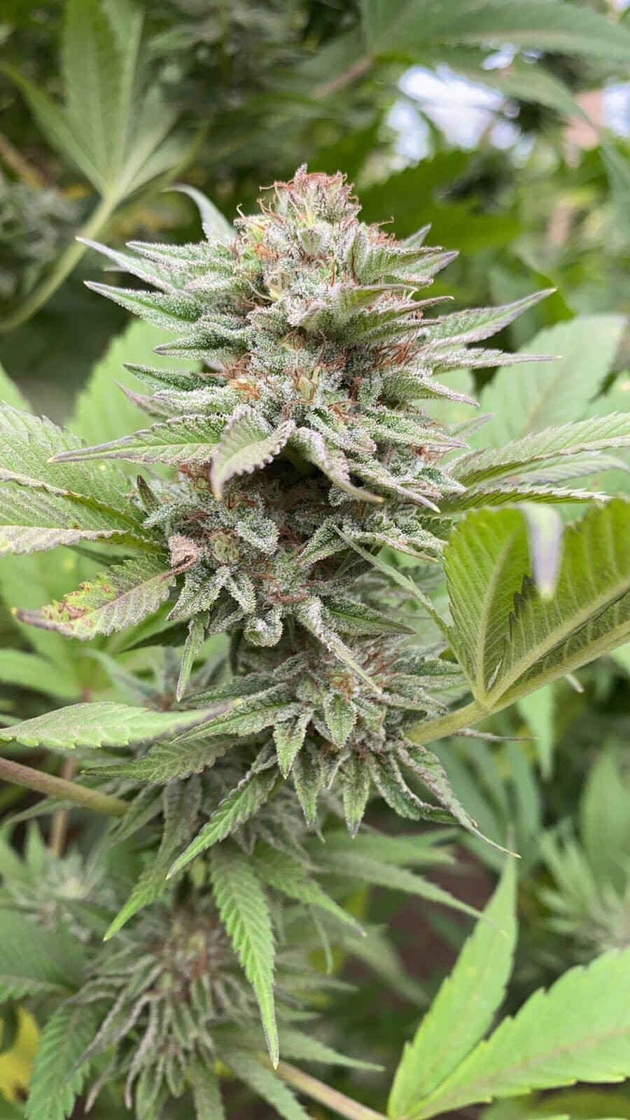 Strawberry Haze Auto Autoflower by Kannabia