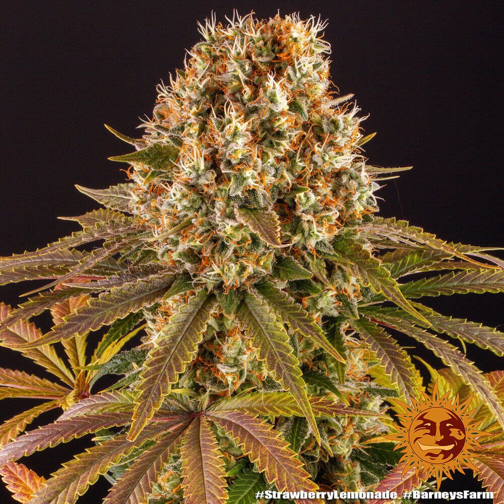 Strawberry Lemonade Feminized by Barneys Farm