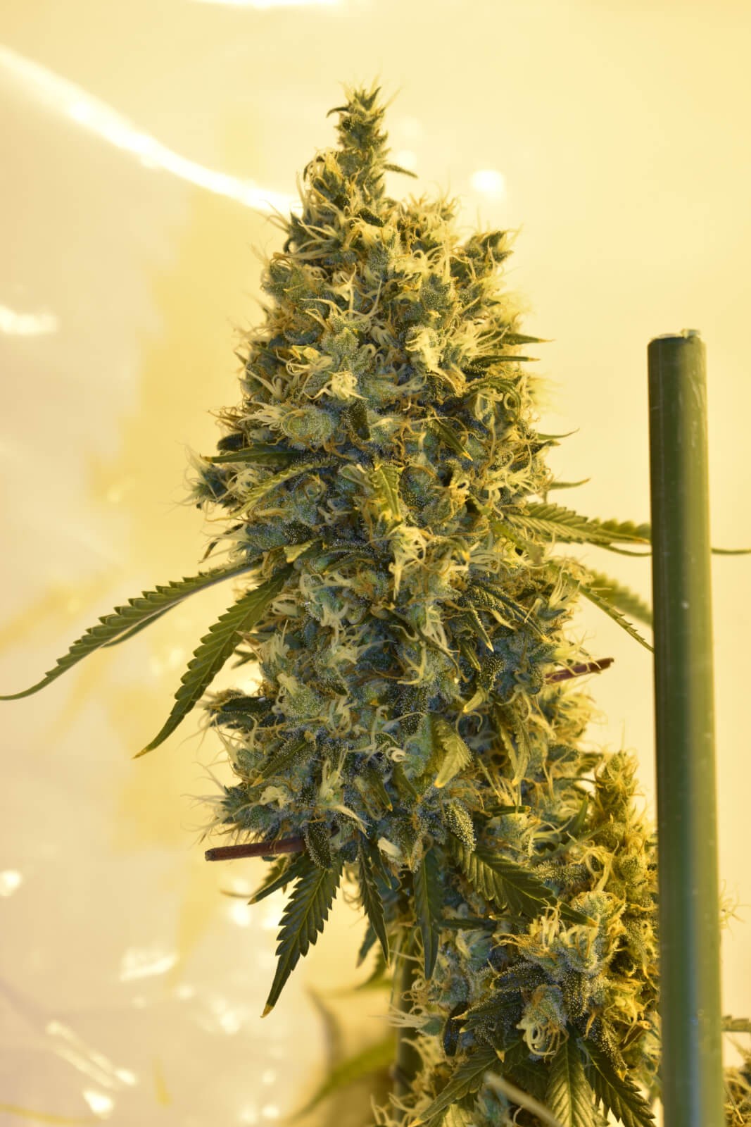 Strawberry Mist Feminized by Old School Genetics