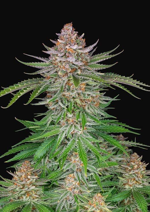 Strawberry Pie Auto Autoflower by Fast Buds