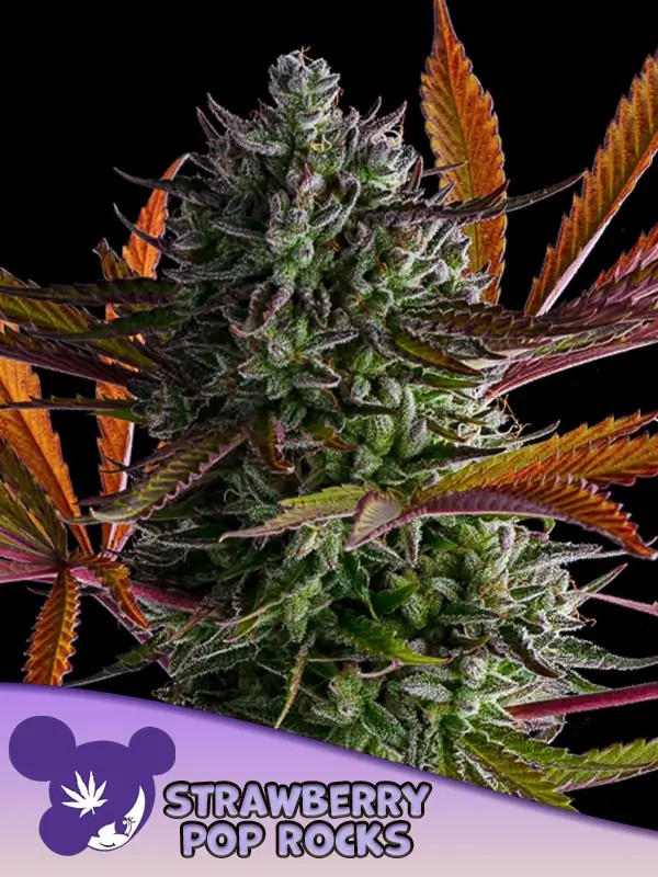 Strawberry Pop Rocks Feminized by Anesia Seeds