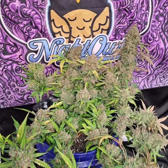 Strawberry Popesicle Auto Autoflower by Night Owl Seeds